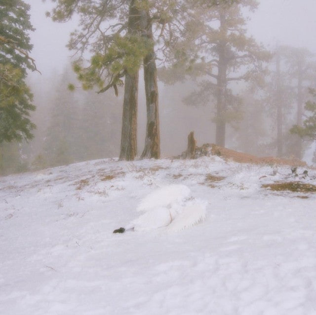 Pandora (Ep) & If Not Winter