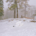 Pandora (Ep) & If Not Winter