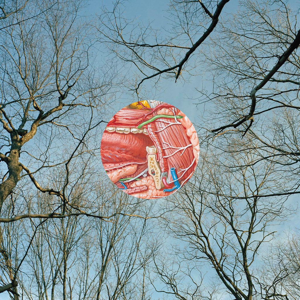 Here Come The Abcs (Clear LP Vinyl) & Book & Glean (Clear W/ Red Whisps LP Vinyl) & John Henry (180G/Violet Vinyl/2LP) & World Is To Dig (180G/Honey Mustard LP Vinyl)