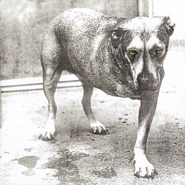 Greatest Hits & Unplugged & Live & Nothing Safe: Best Of The Box & Alice In Chains