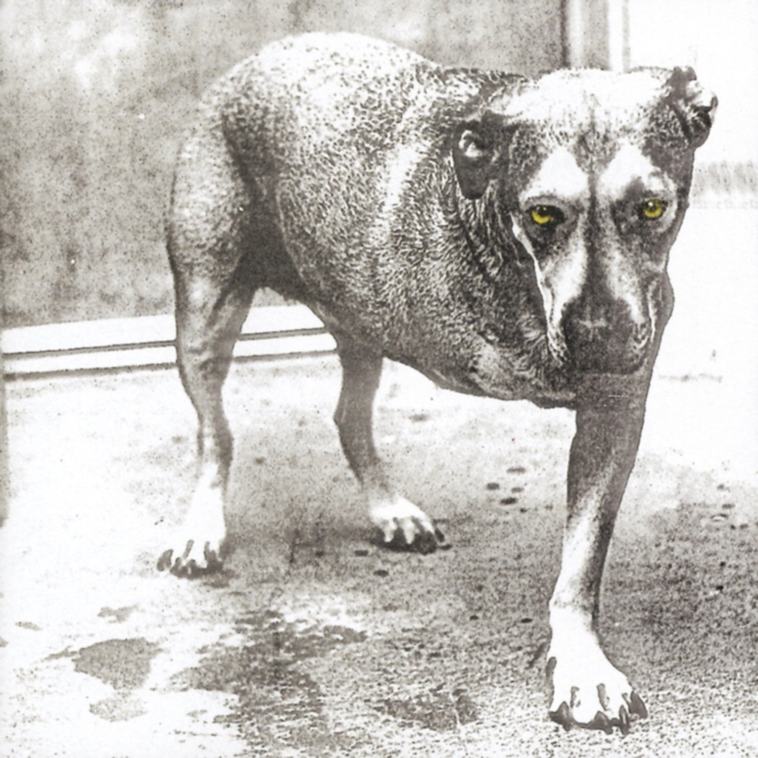 Rainier Fog & Greatest Hits & Unplugged & Sap & Live & Nothing Safe: Best Of The Box & Alice In Chains