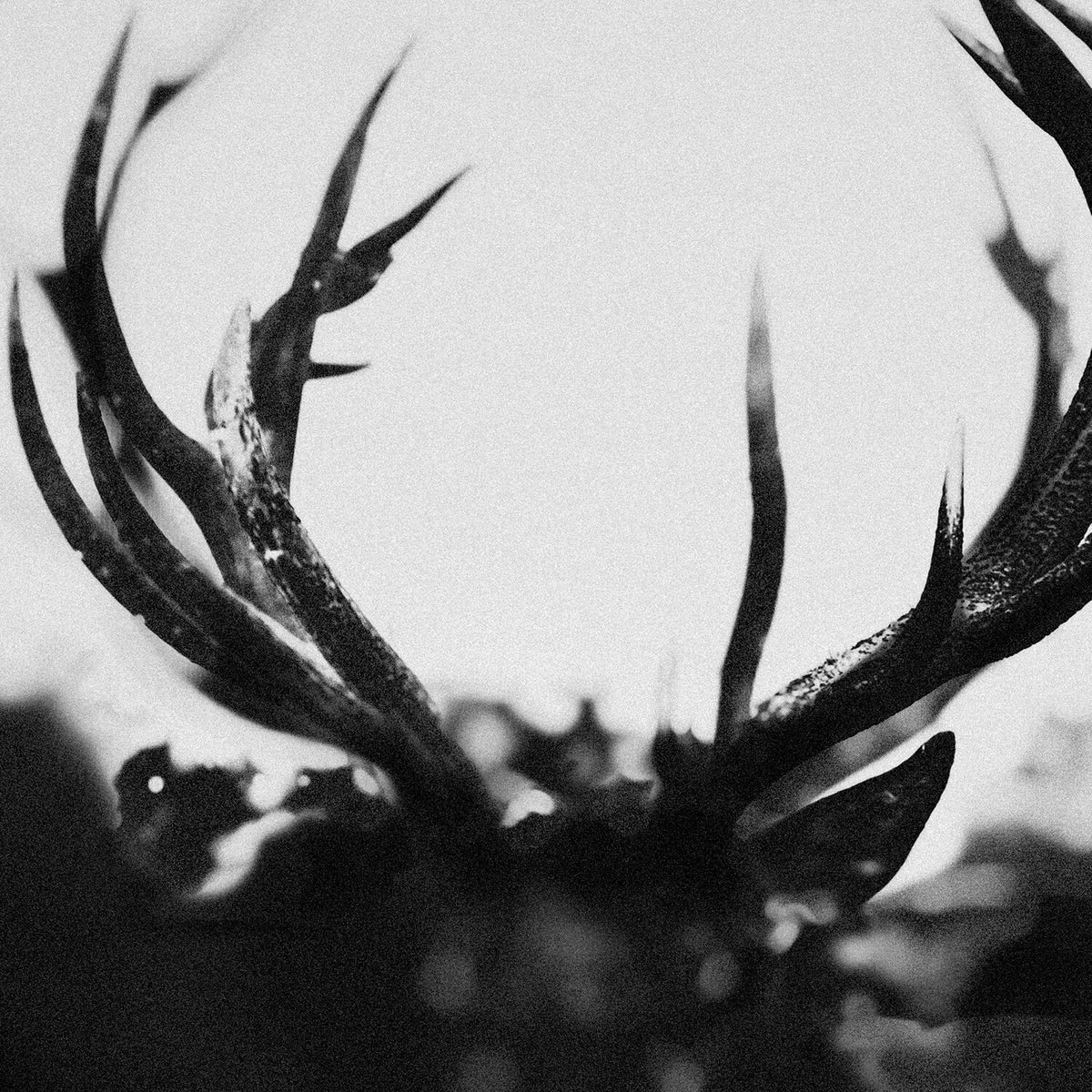 Ihsahn (2LP/Coloured Vinyl) & Ihsahn (Orchestral Version) (Clear W/ Black Smoke Vinyl/2LP) & After (2LP/1-Black/White Swirl Vinyl/2-Pink Vinyl)